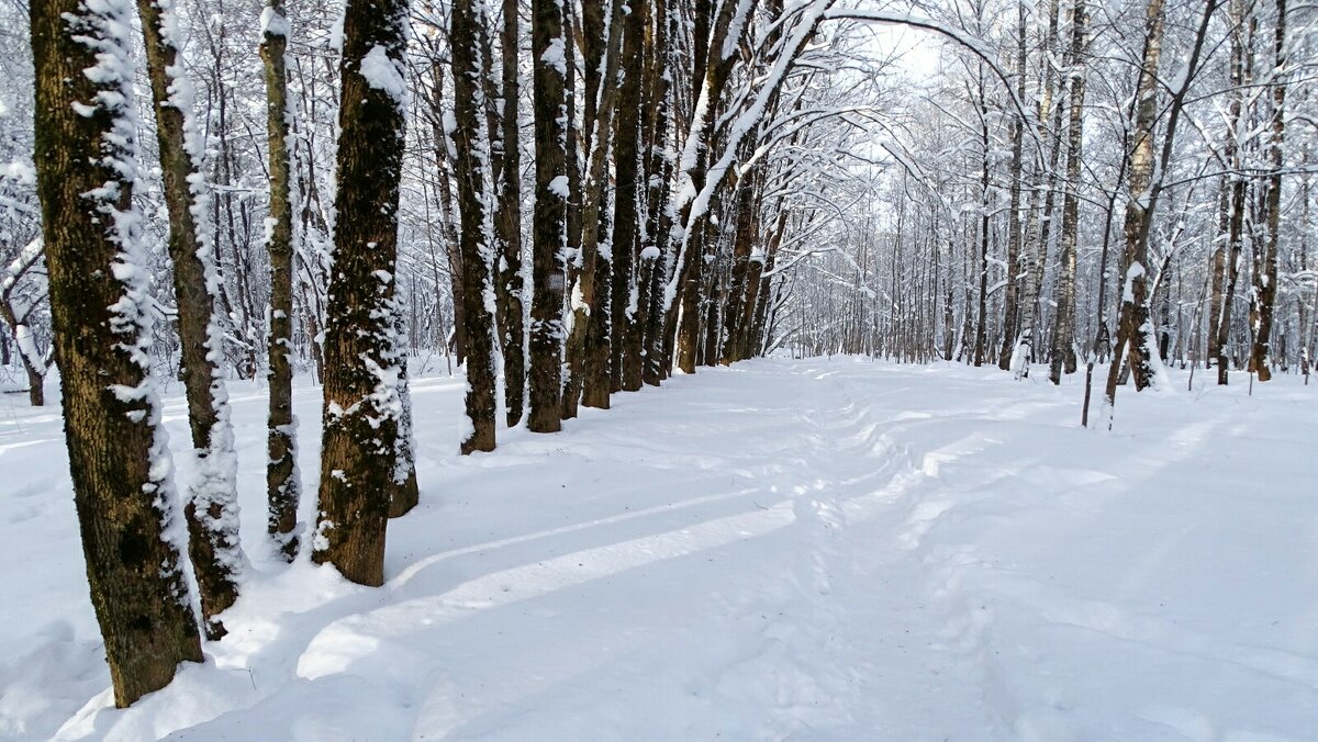 В городском парке. - Милешкин Владимир Алексеевич 