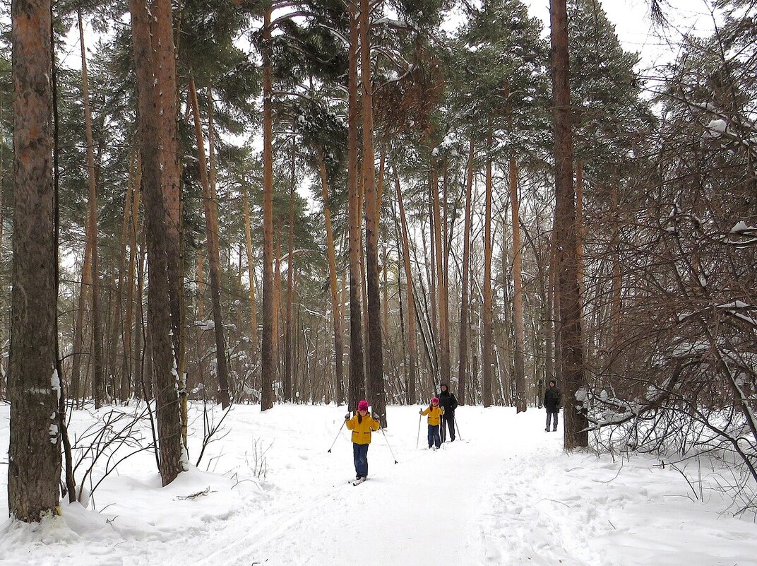 Всей семьей на лыжах - Лариса С. Всей семьей на лыжах - Лариса С.