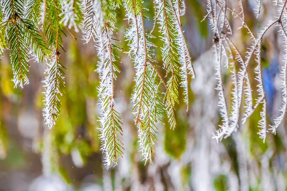 Природы дивное творенье... - Ravile 