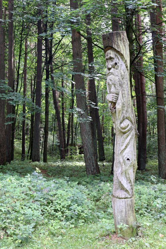 В лесопарковой зоне - Ольга В лесопарковой зоне - Ольга