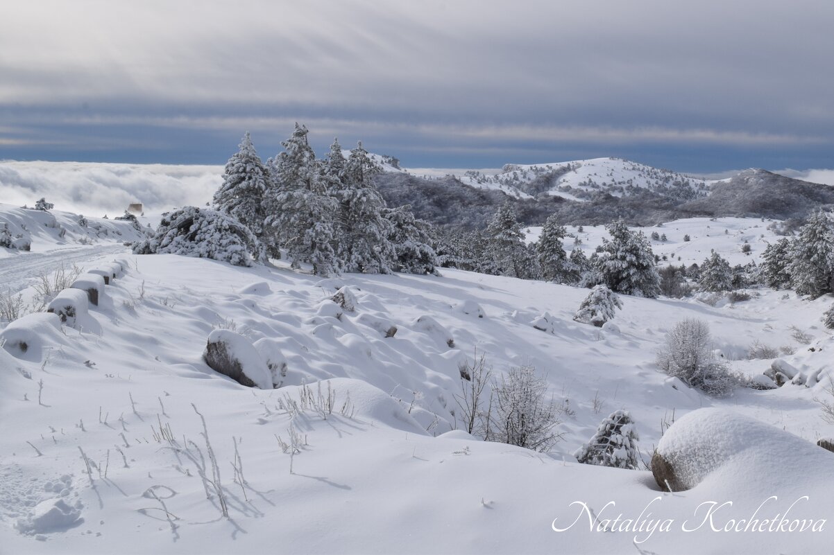 Природа Крыма - Amazing Cosmea Природа Крыма - Amazing Cosmea