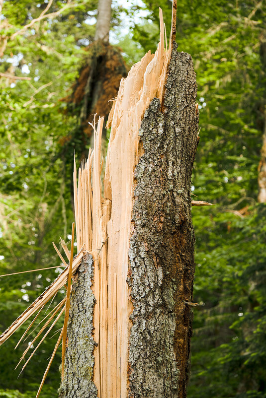 Рана леса - Иван Державин