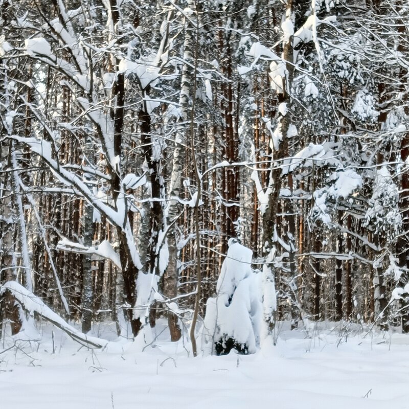 осваивает жеребенка - Владимир 