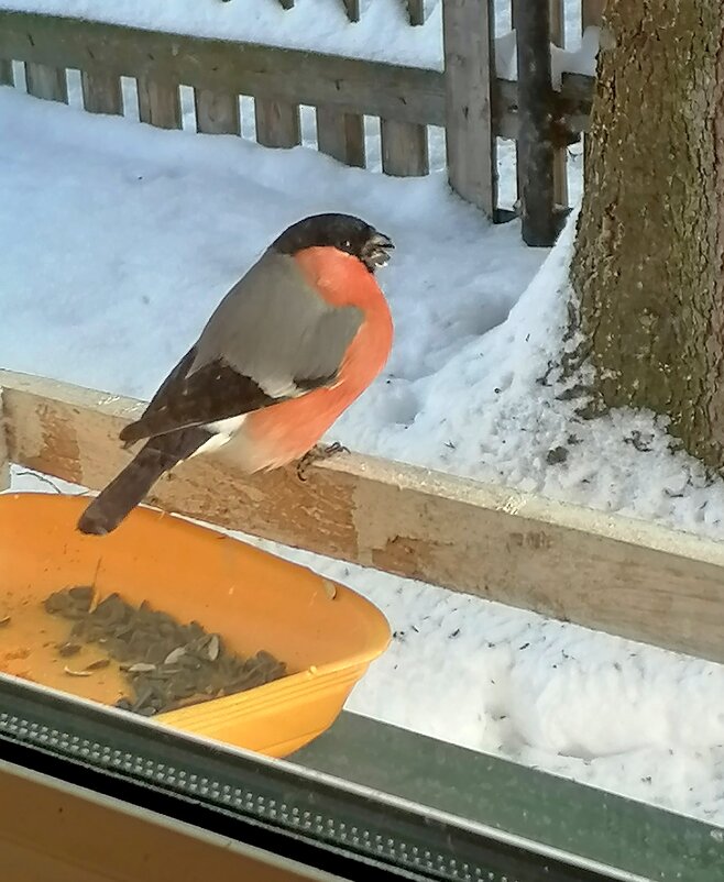 Я к вам прилетел, кормите. - Татьяна Корнеева 