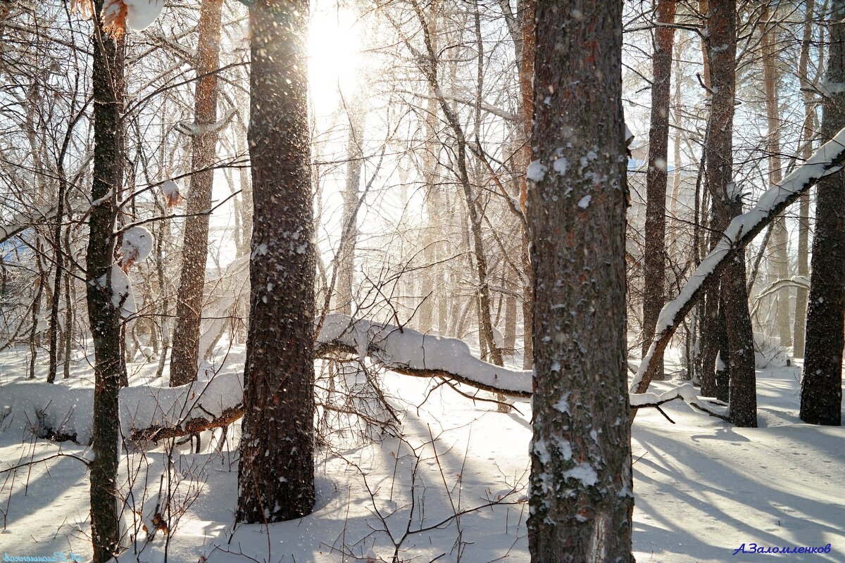 Светит солнышко поярче, но пока ещё не греет... - Андрей Заломленков