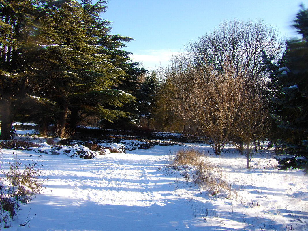 Пейзажи ботанического сада  Н В Багрова - Валентин Семчишин