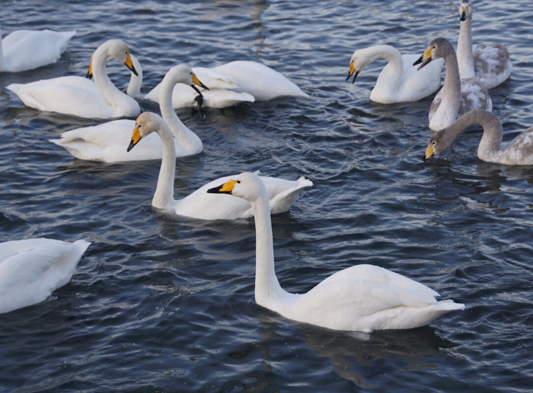 Лебединая компания - Наталия Григорьева