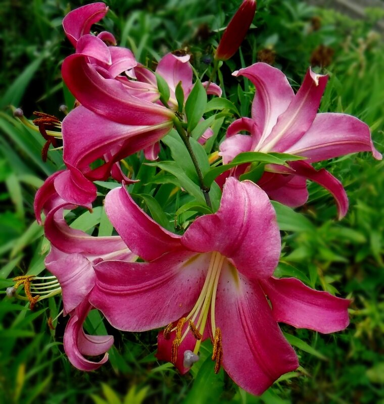 Лилии - Елена Сухорученкова