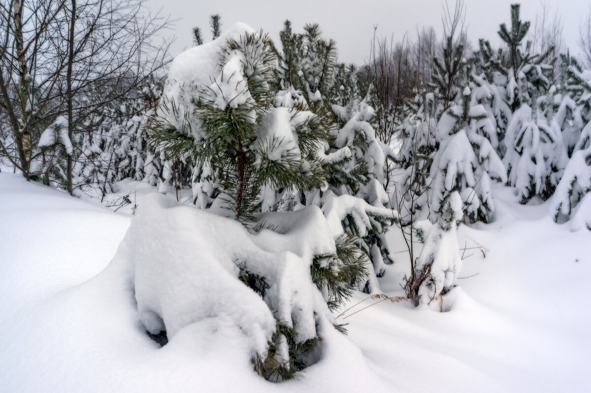 Сосенки - sorovey Sol