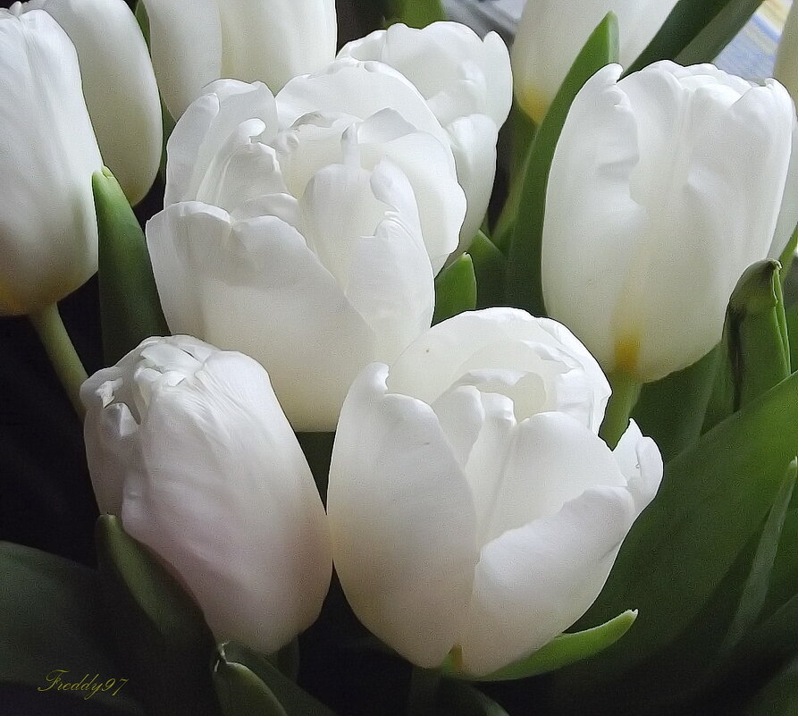 Белоснежные тюльпаны - Freddy 97