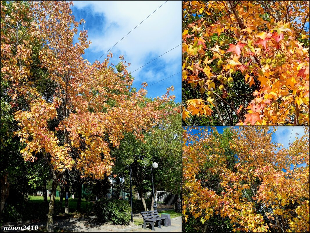 Адлер... ноябрь... - Нина Бутко