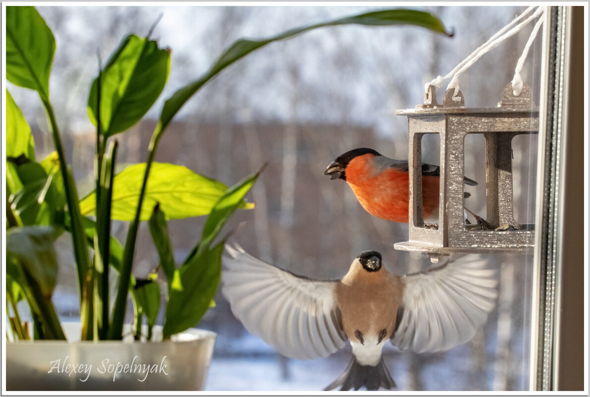 За окном - Алексей Сопельняк