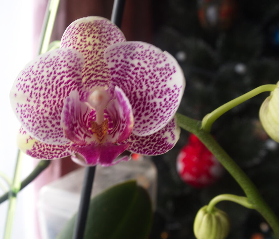 Моя орхидейка - marmorozov Морозова