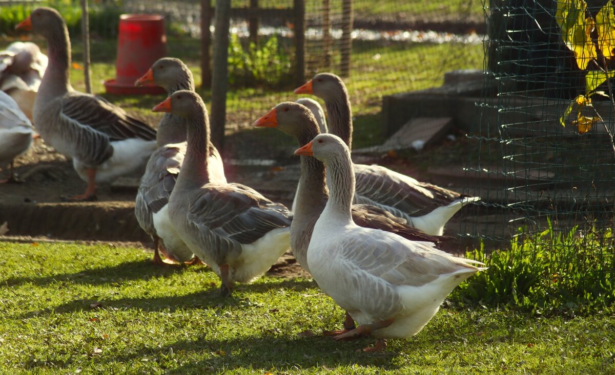 А по утру они проснулись - Юрий. Шмаков