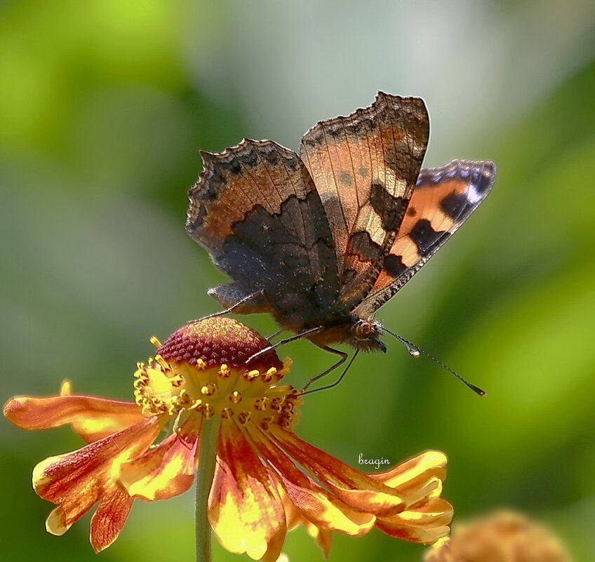 вспоминая лето - Andrey Bragin 