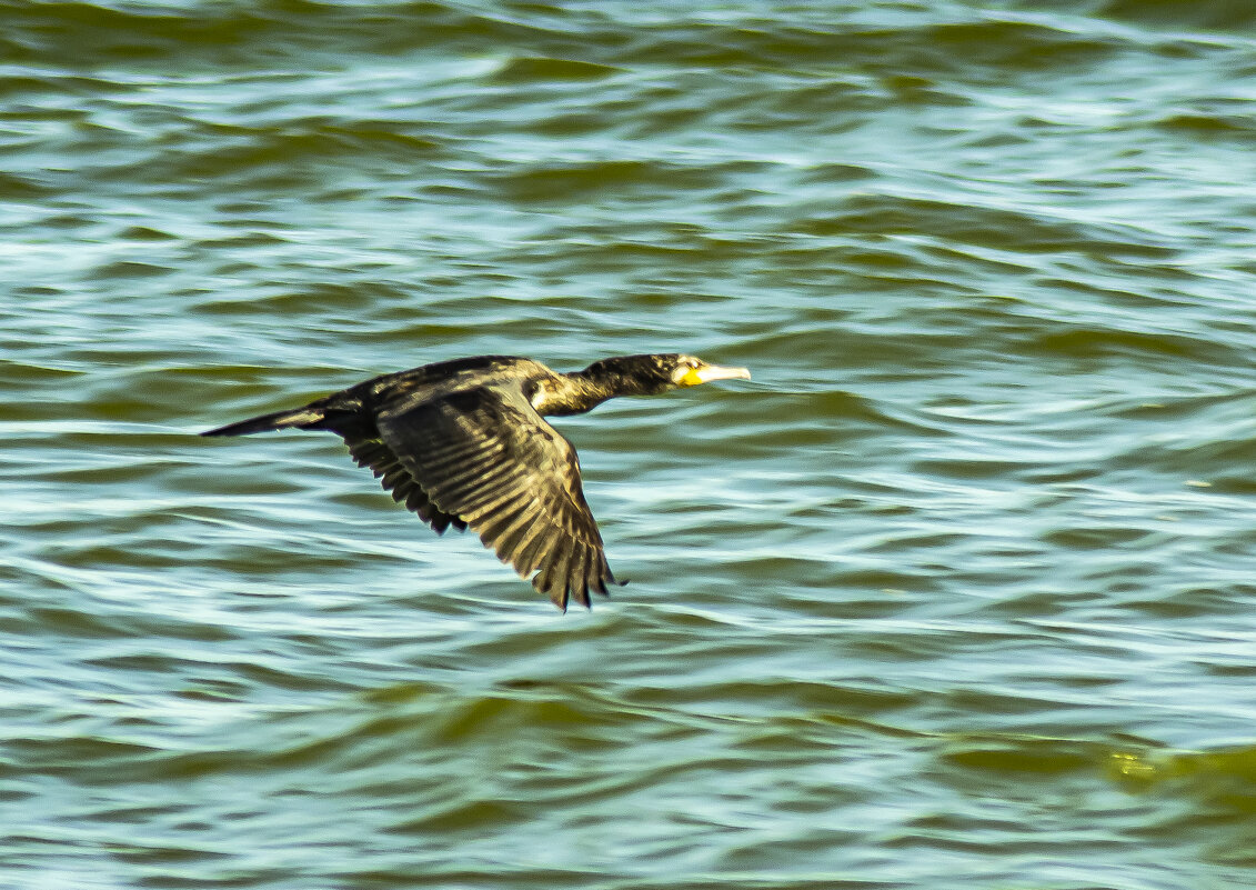баклан - petyxov петухов