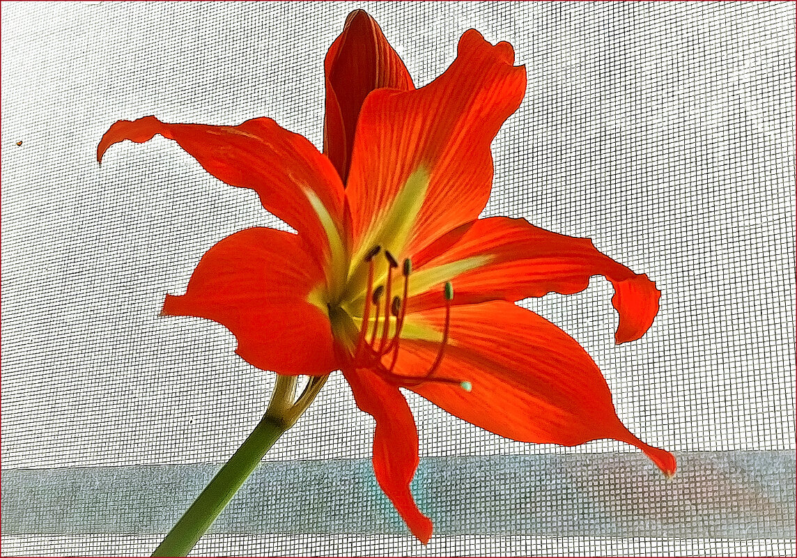 На моём окошке. - Валентина  Нефёдова 