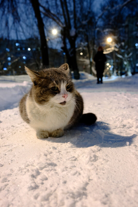 Котейка - Dar(k) Life