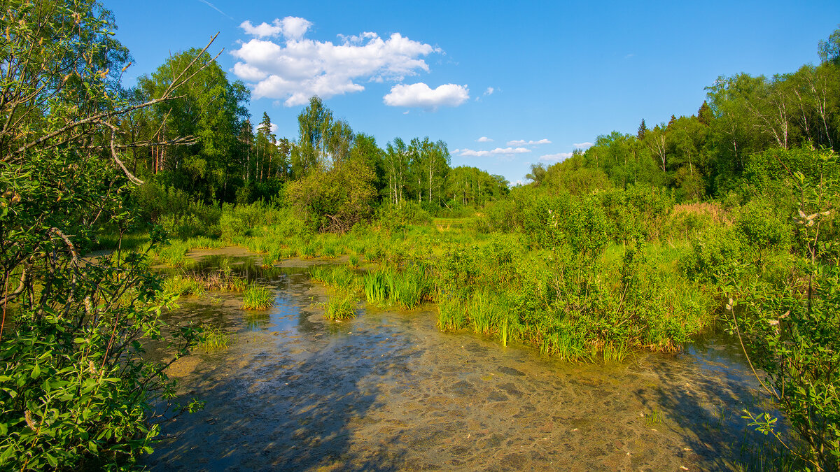 Тепло летних дней - Владимир Лазарев