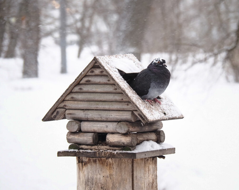 Кто в теремочке живёт? - Магомед .