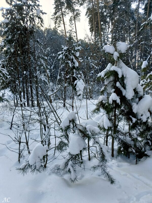 Обаяние зимы - Любовь Сахарова