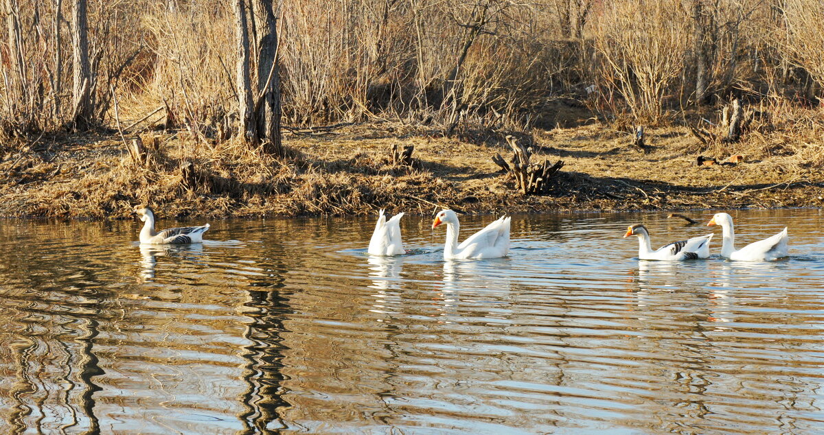 Рады весне. - сергей ермошкин