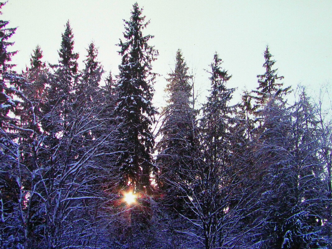 В лесу - Людмила Смородинская В лесу - Людмила Смородинская