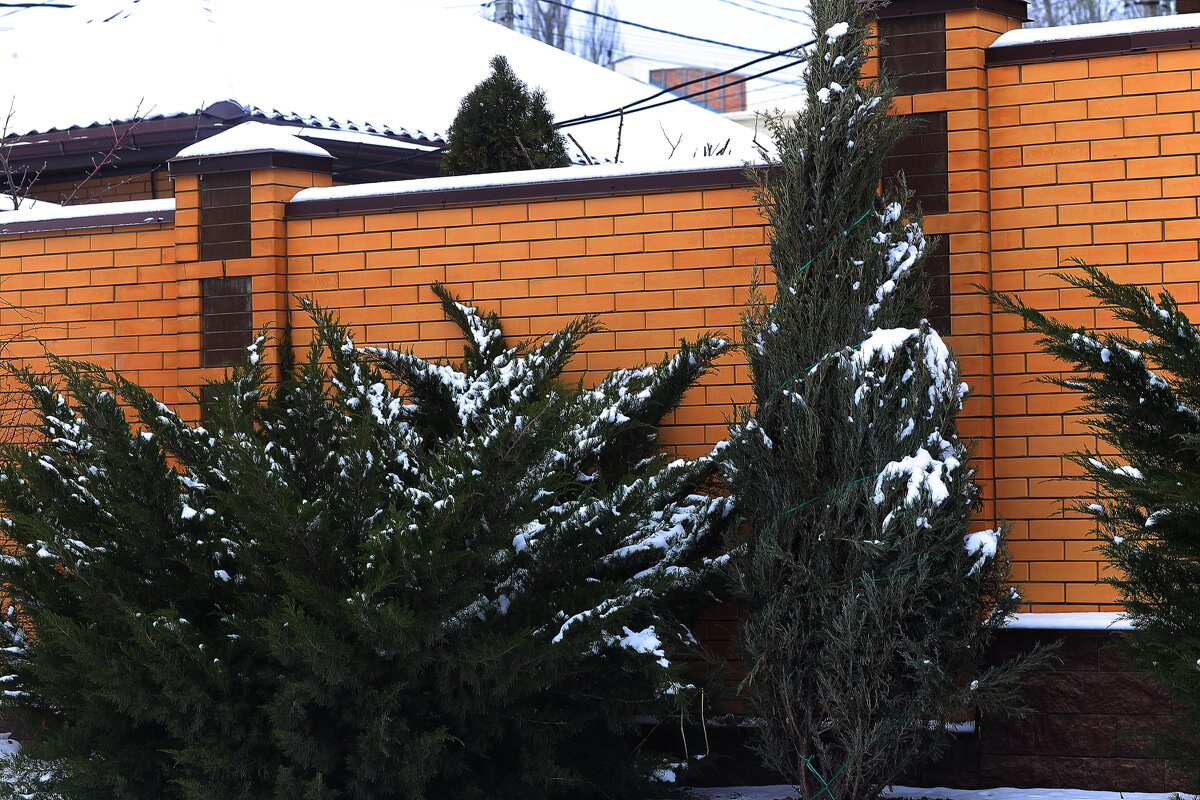 Вечнозелёные - Юрий Гайворонскiий