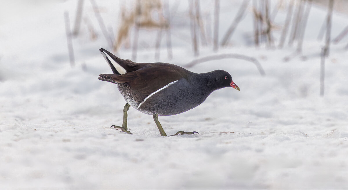 камышница - юрий макаров