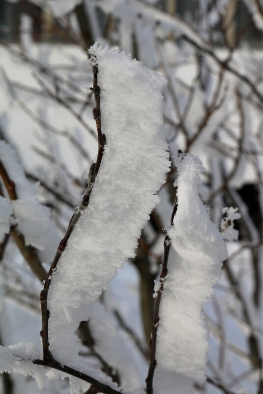 Нелогичный иней - Ольга 