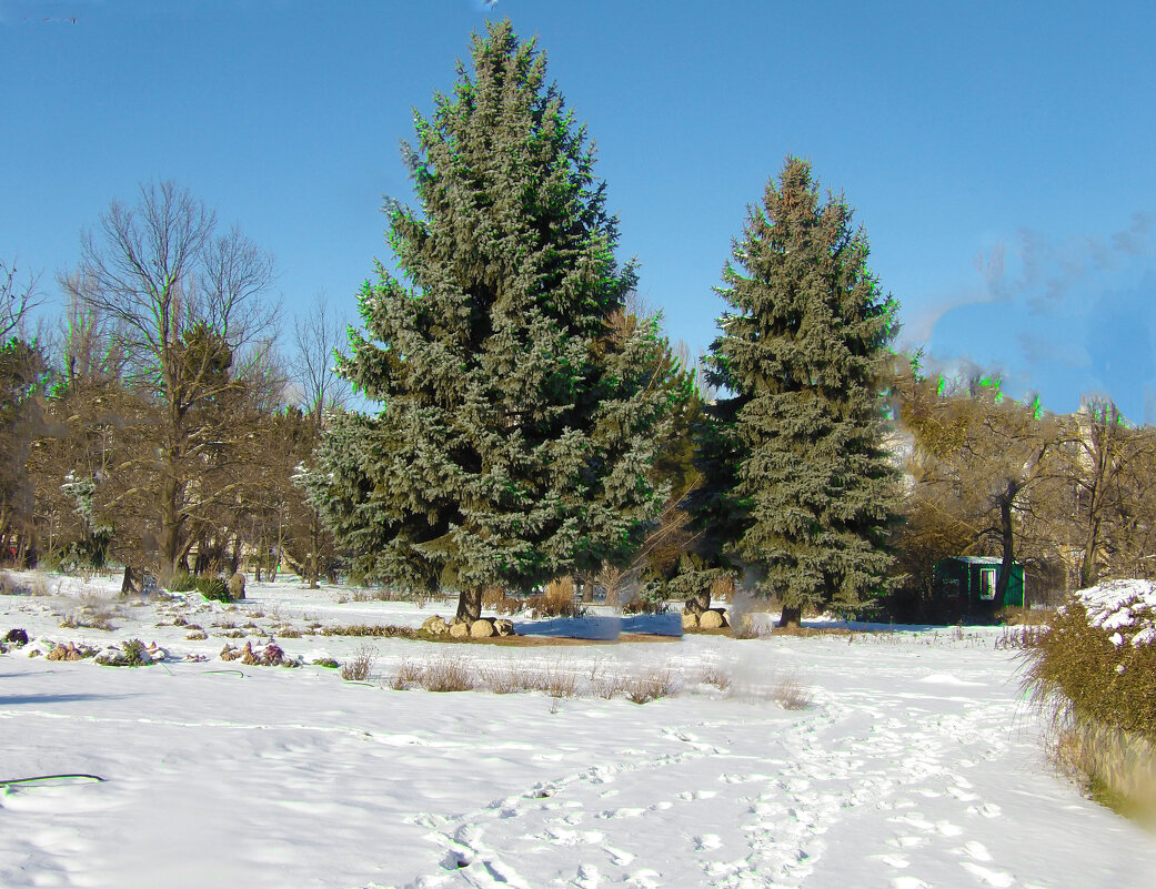 Зима в ботаническом  саду Н В Багрова - Валентин Семчишин