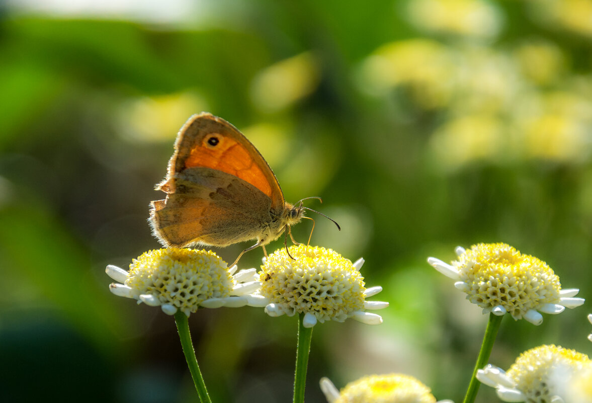 Бабочка-ни что иное, как хорошо одетая гусеница... - Наталья Димова