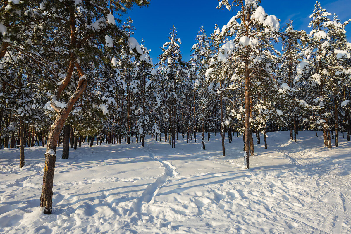 В лесу зимой - Александр Синдерёв