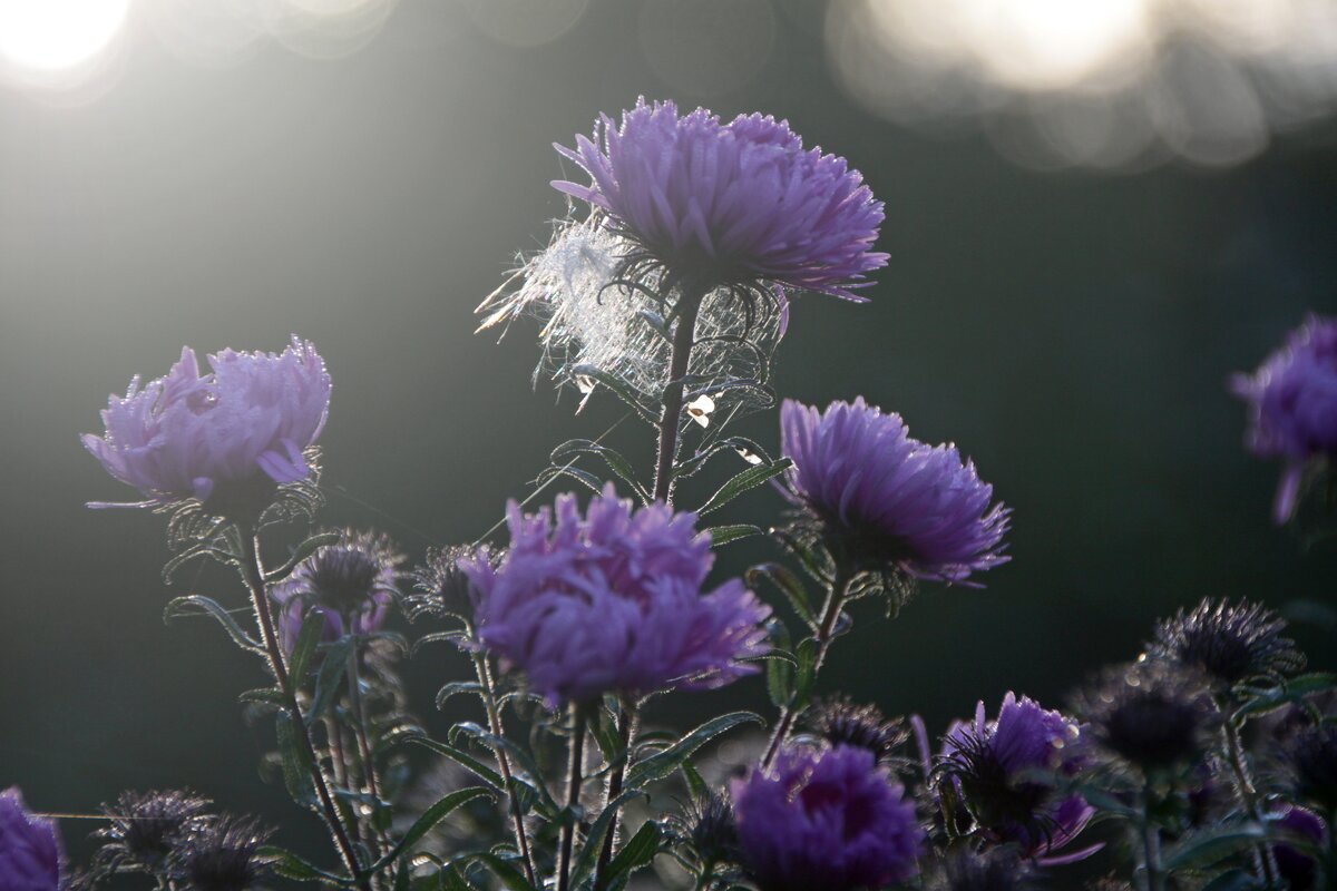 *** - Алексей Дмитриев