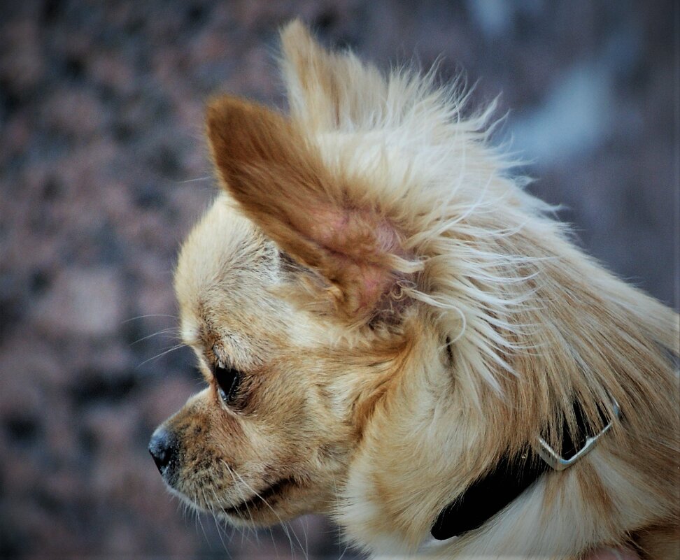 МЫСЛИ О СВОЁМ - Виктор Никитенко