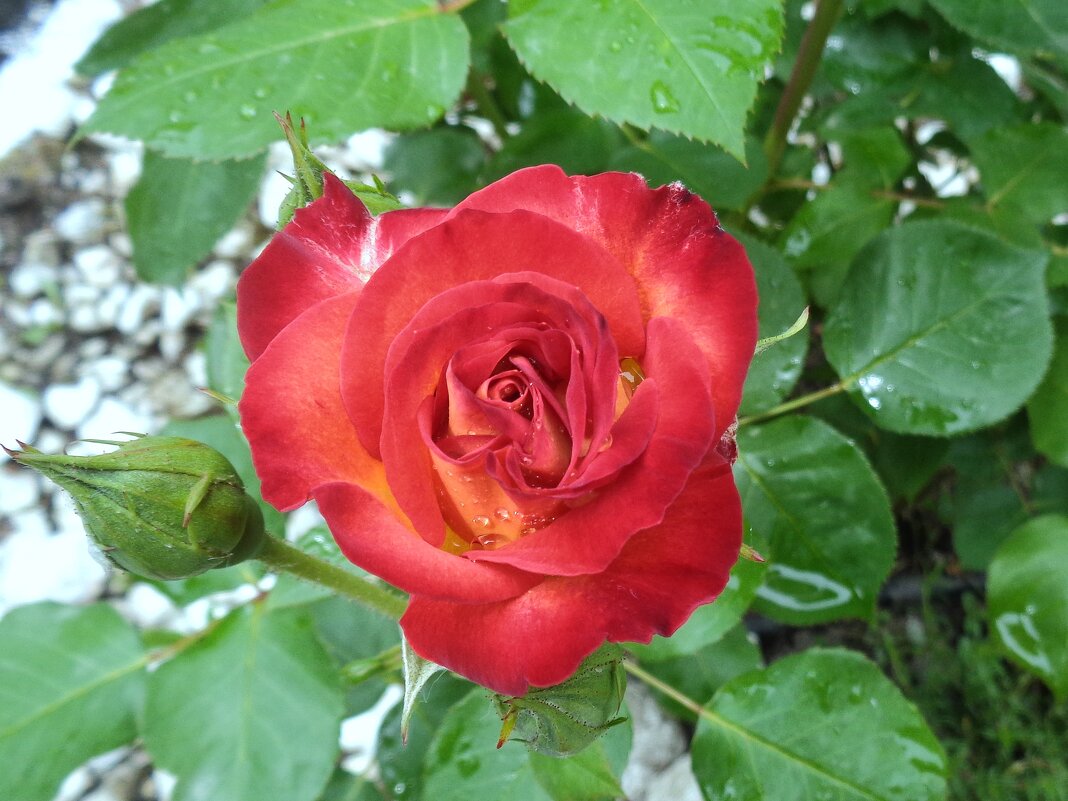 роза - Наталья 