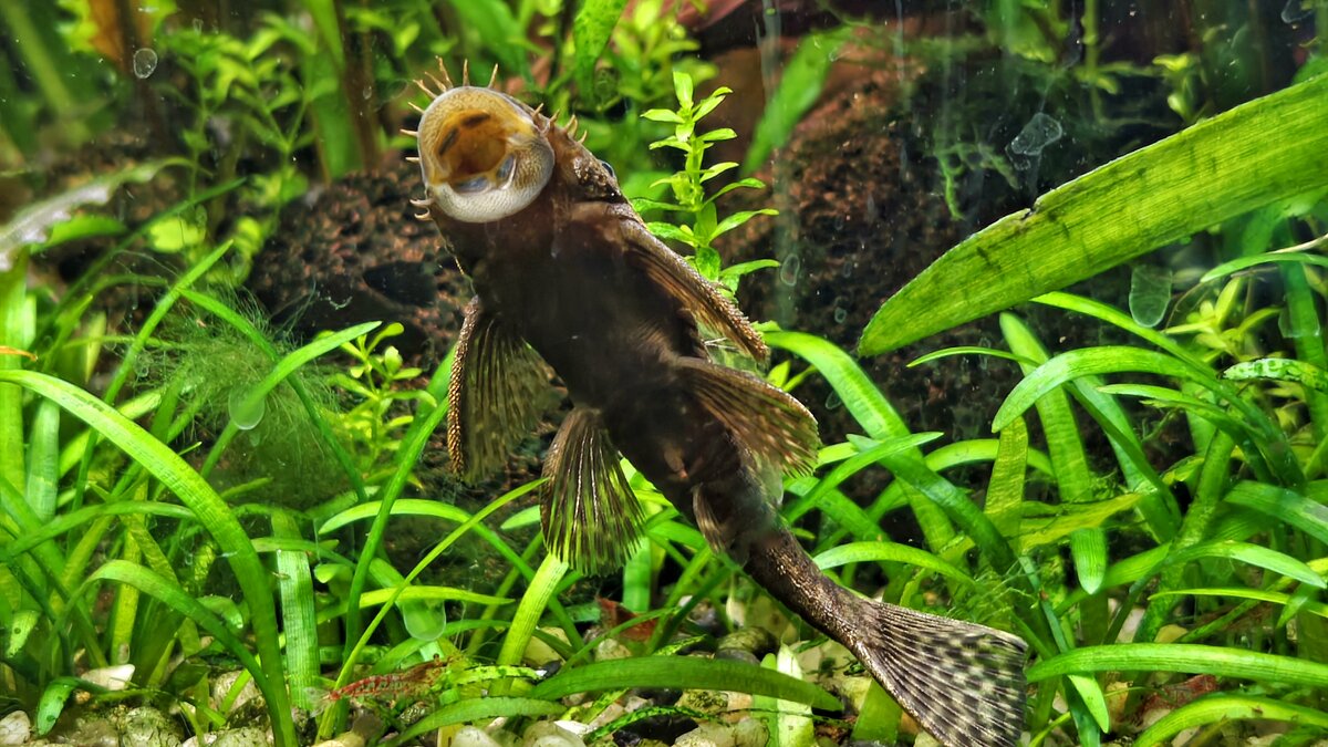 Я тебя съем! - Мариша 