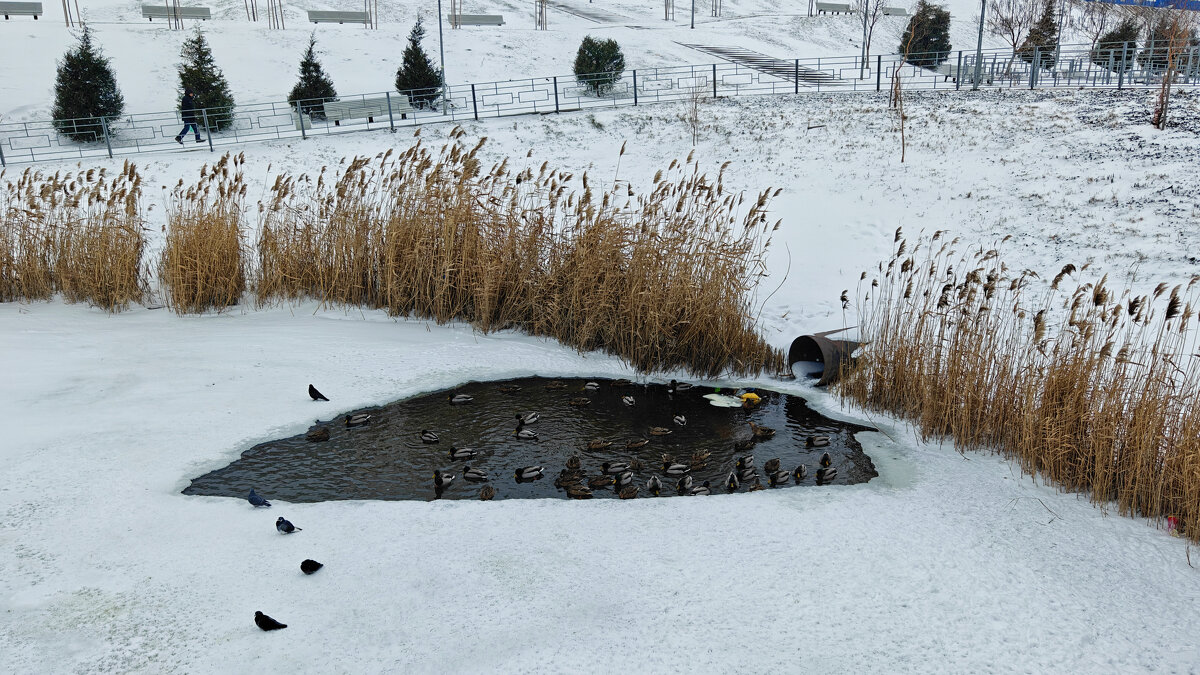 Ростовские зарисовки - Александр Гапоненко