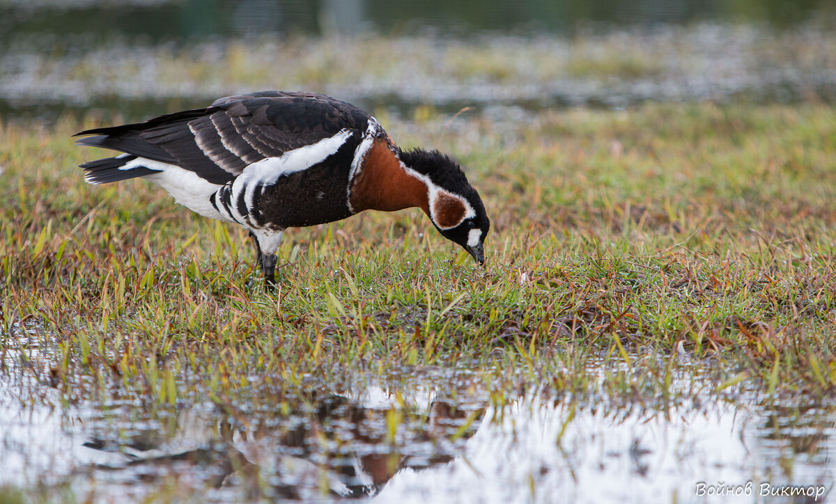 Краснозобая казарка 2 - Виктор Краснозобая казарка 2 - Виктор