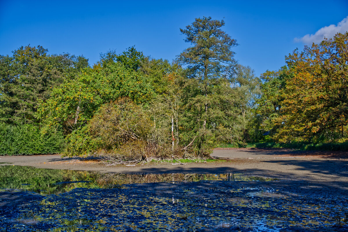 Пруд прошлогодний - Jakob Dick