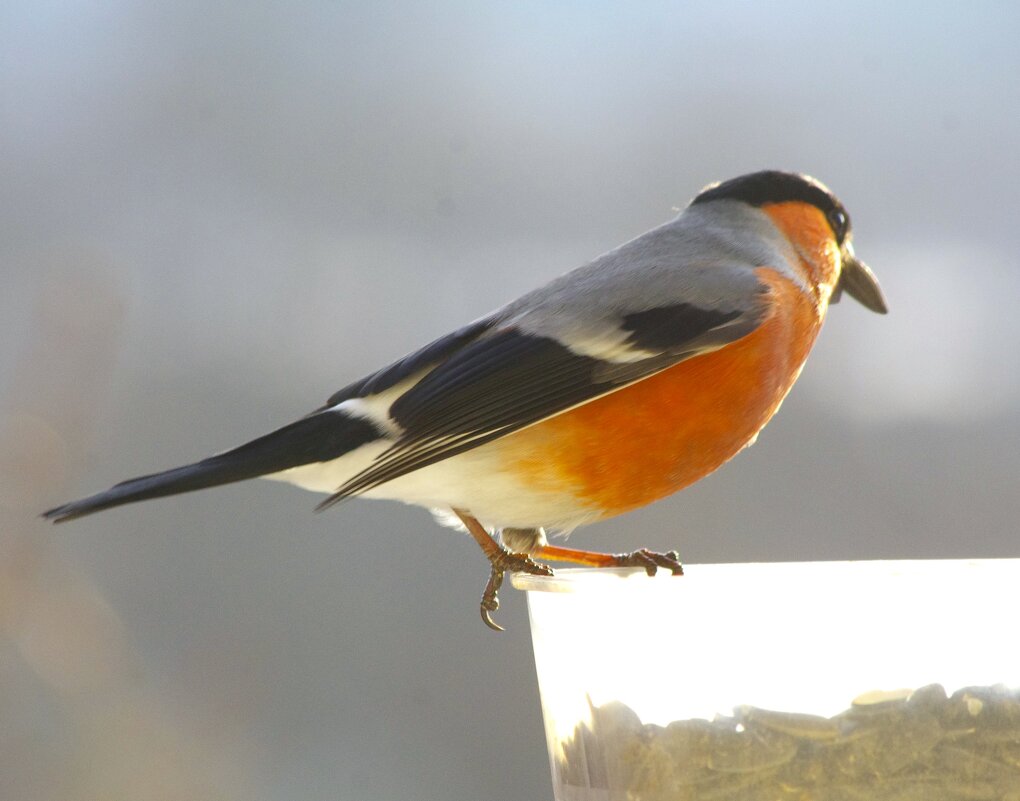 "С носом" :) - Юрий Куликов