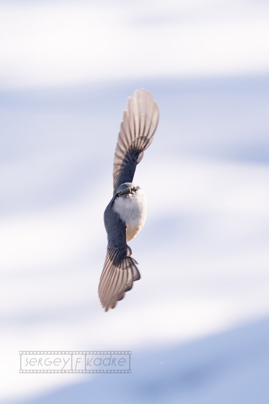 1 - Сергей Флетчер