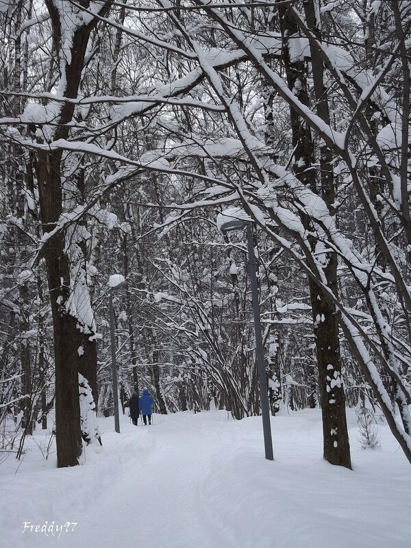 Скандинавские ходуньи - Freddy 97