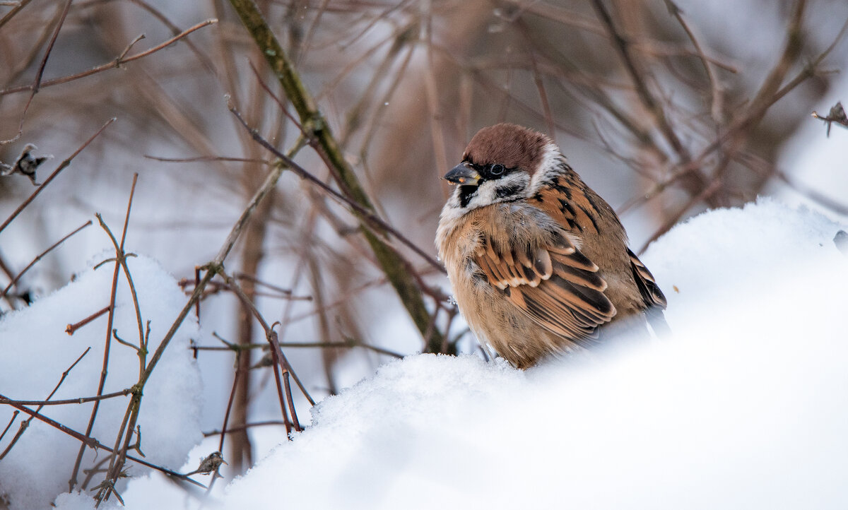 *** - Владимир Безбородов *** - Владимир Безбородов
