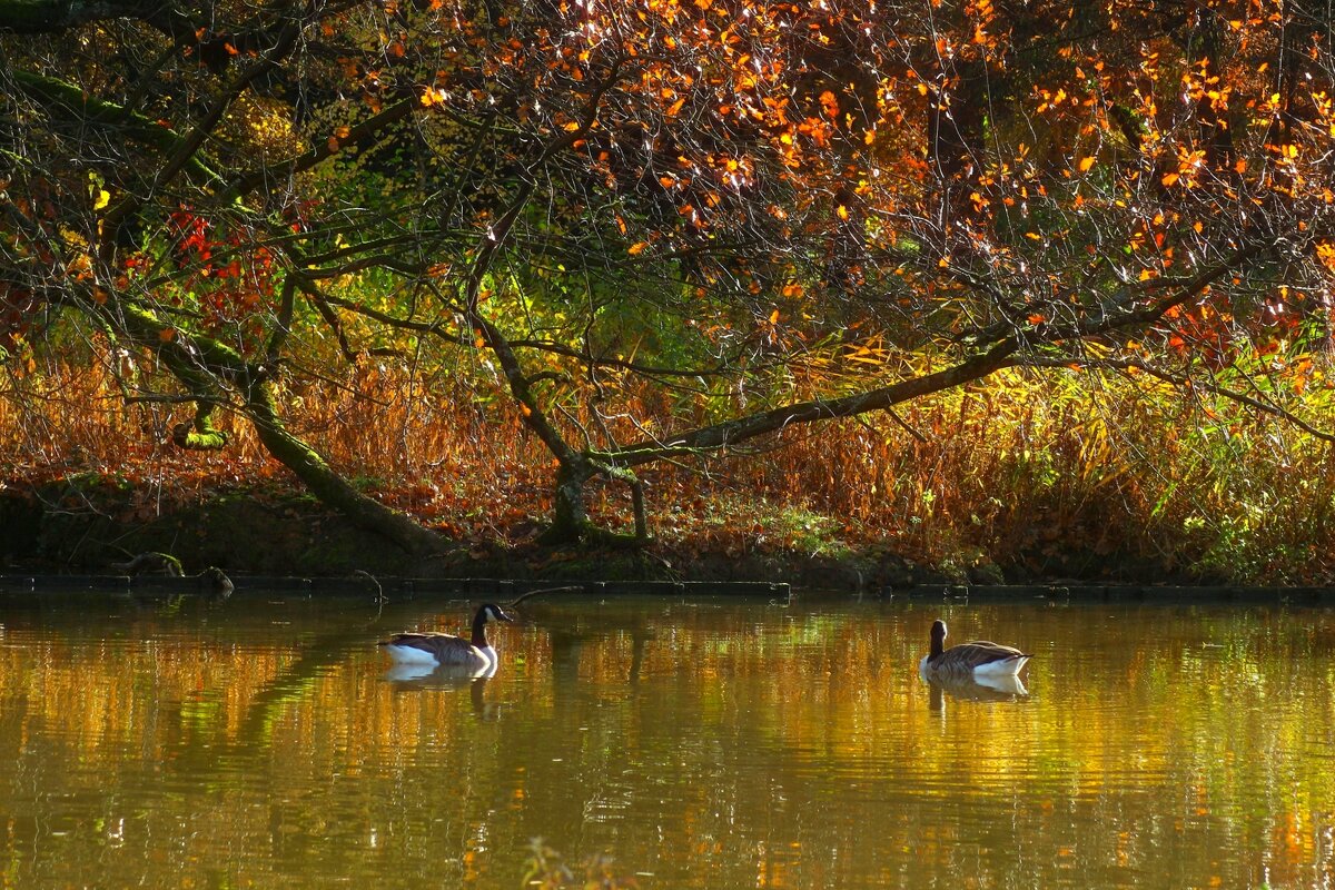Краски осени - Юрий. Шмаков