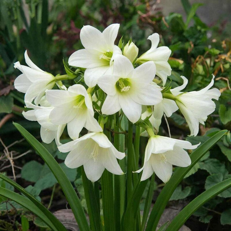 туберозы - СЕРГЕЙ ФИЛОЧКИН