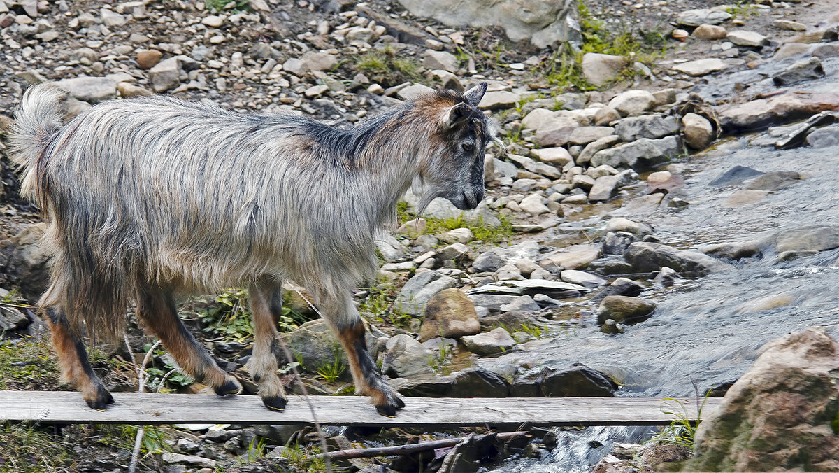 Переправа, переправа ... - Alexandеr P