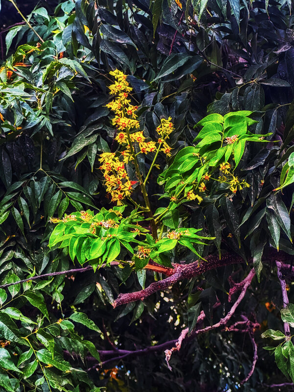 ДЕРЕВО   ЗОЛОТОГО   ДОЖДЯ - Анатолий Малобродский