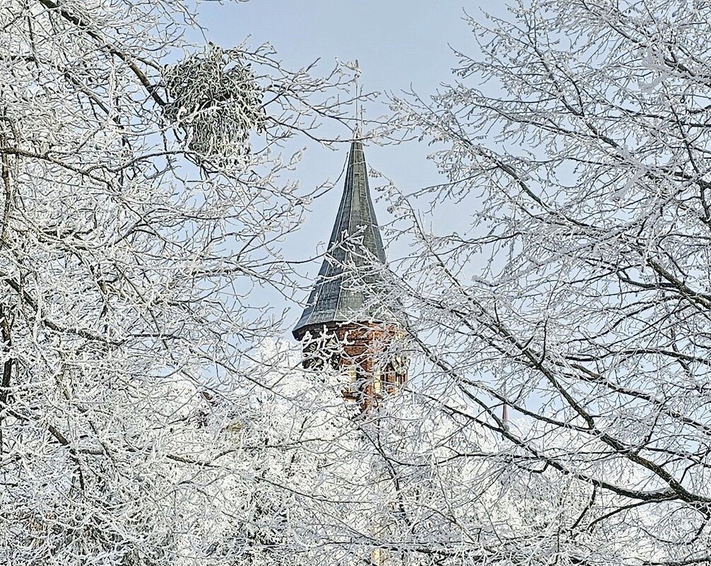 Калининград. Кафедральный собор. - Михаил Свиденцов