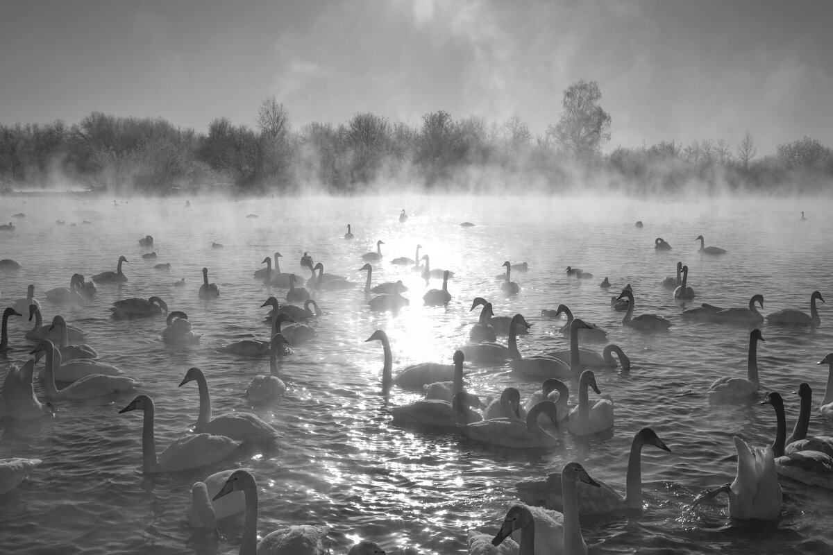 *** - Николай Чекалин